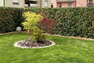 Potatura siepe e concimazione giardino